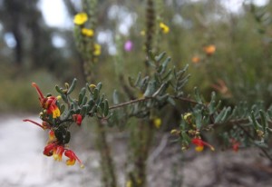 Photo Tip of the Week: How To Shoot Wildflowers (Part Two)